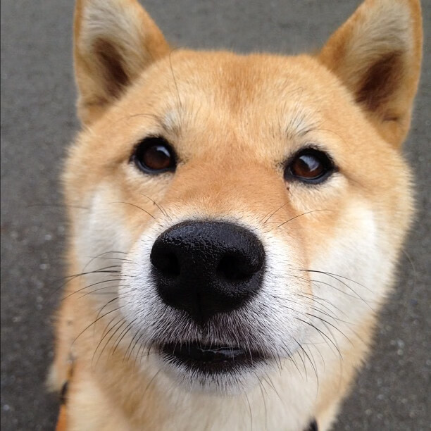 碾压与绝杀，猛龙狂潮中布克英雄一击定乾坤