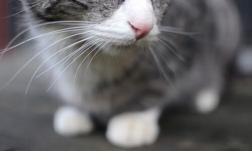 比冷门更刺骨的寒意，瑞典三维叙事击碎日本，林高远用反手重写规则