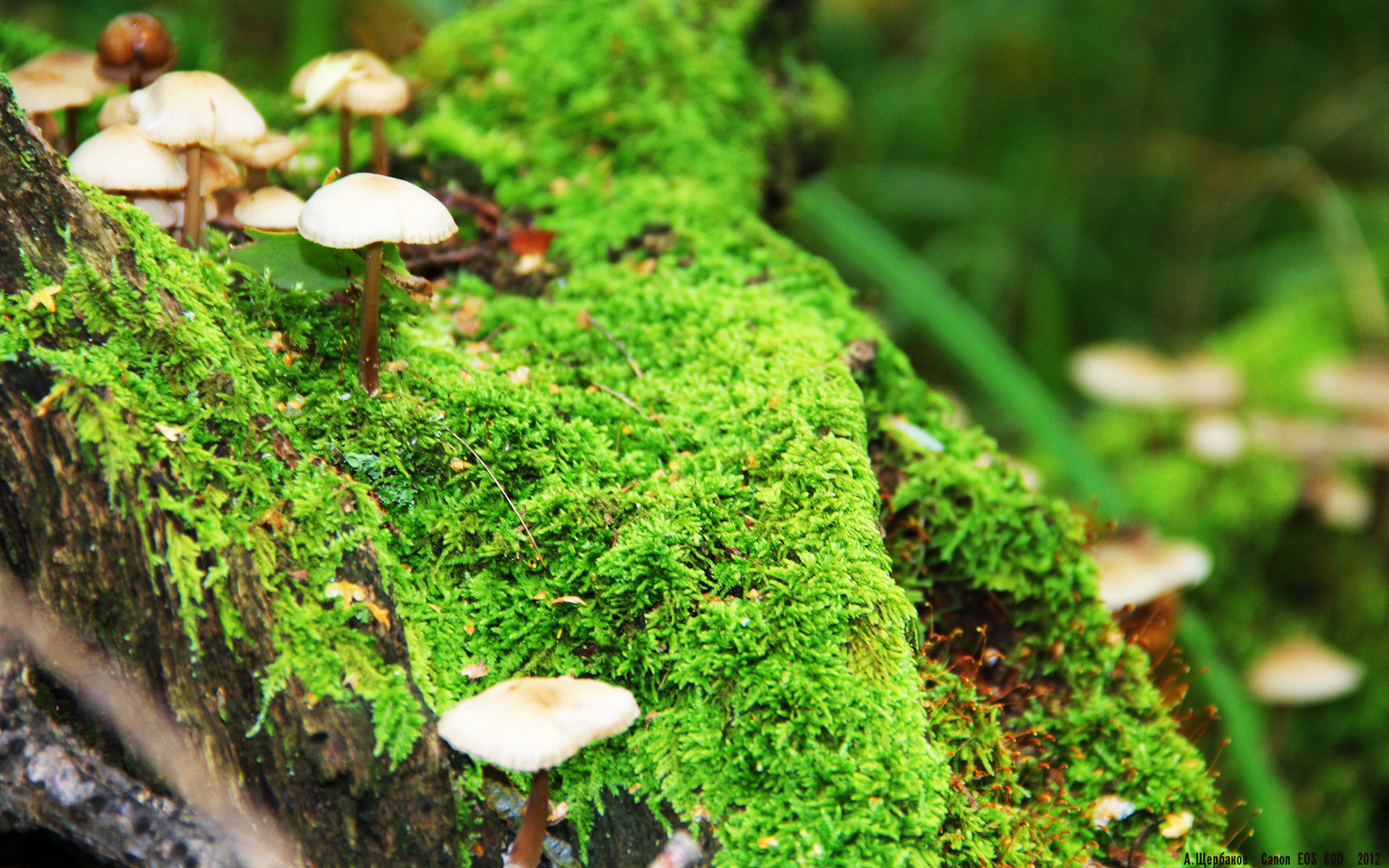 北非风暴点燃马德里,当摩洛哥的沙漠热浪席卷万达大都会