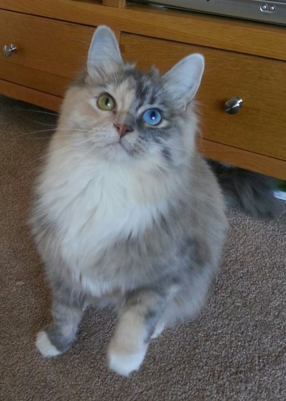 布鲁诺，对阵多特蒙德，英格兰的攻防转换心脏