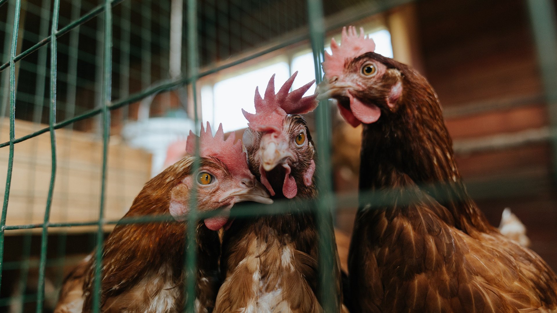 传奇之夜，范弗利特一球定乾坤，爵士跨越大洋击溃新疆