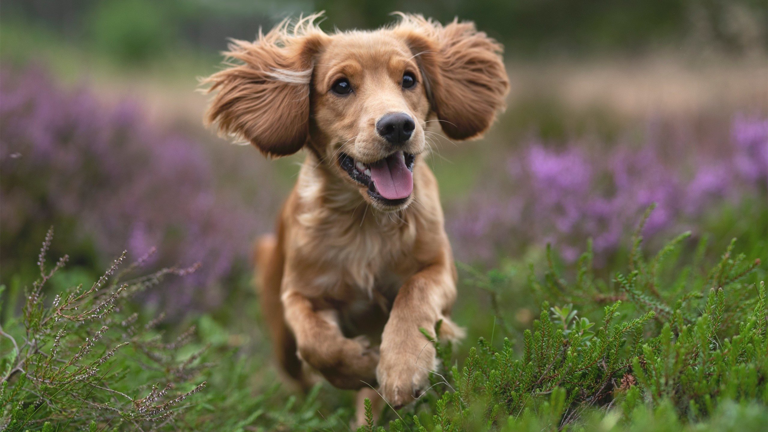 平行宇宙的篮球狂想,当莫兰特的热火遇上浙江队的寒冰