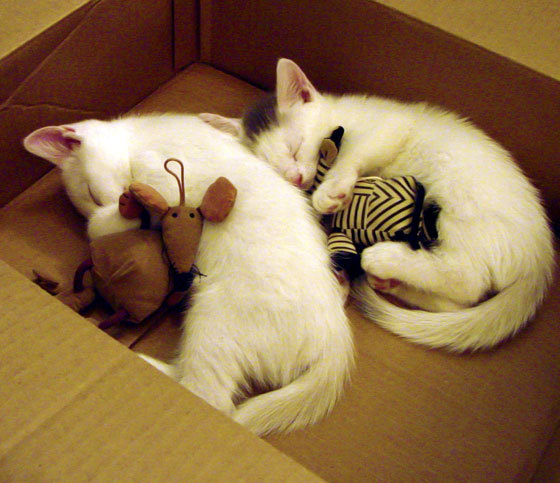 和平之战,乌克兰力克伊朗,基米希一记妙传疗愈战争创伤