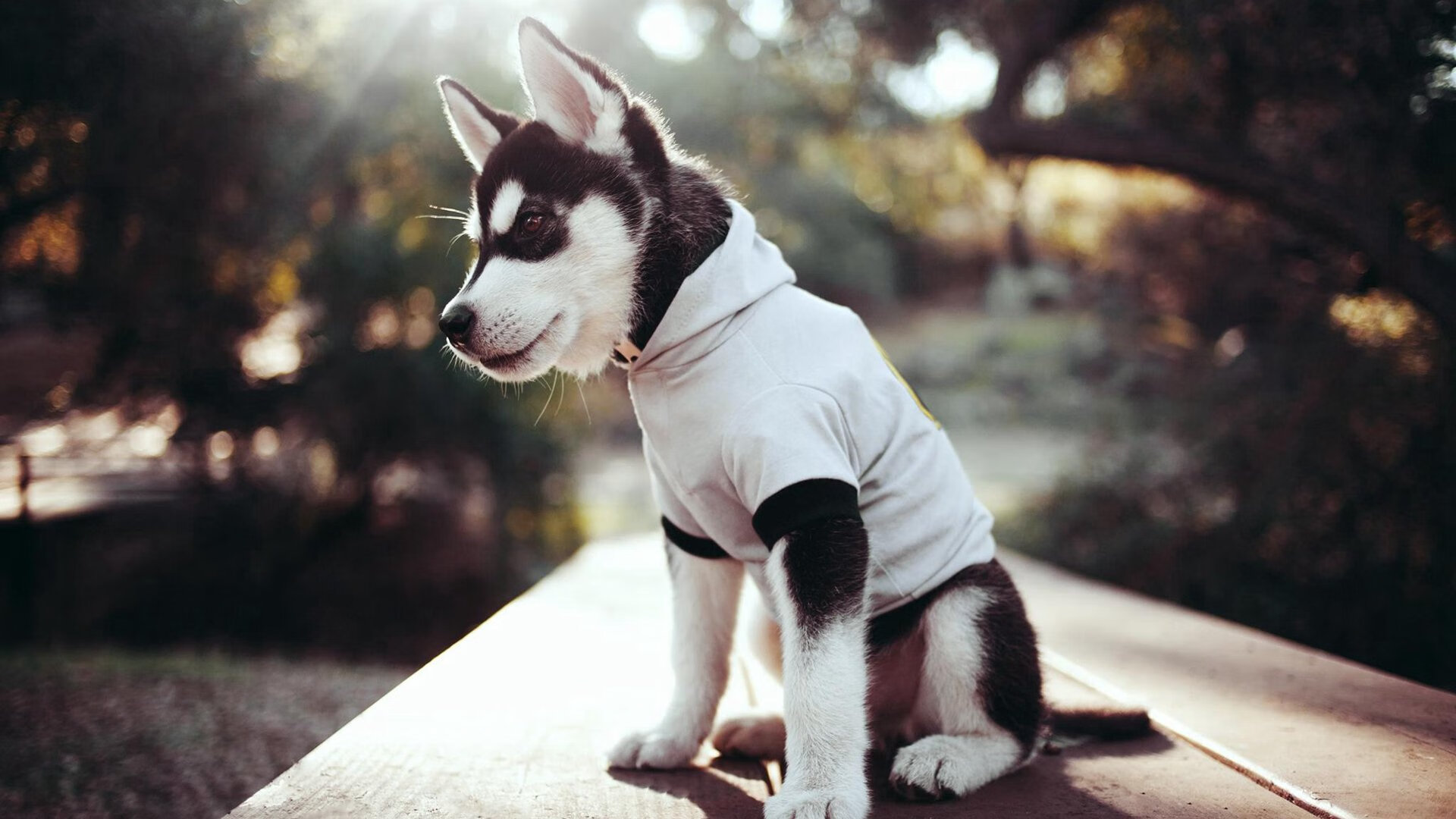 绿茵场上的篮球救赎