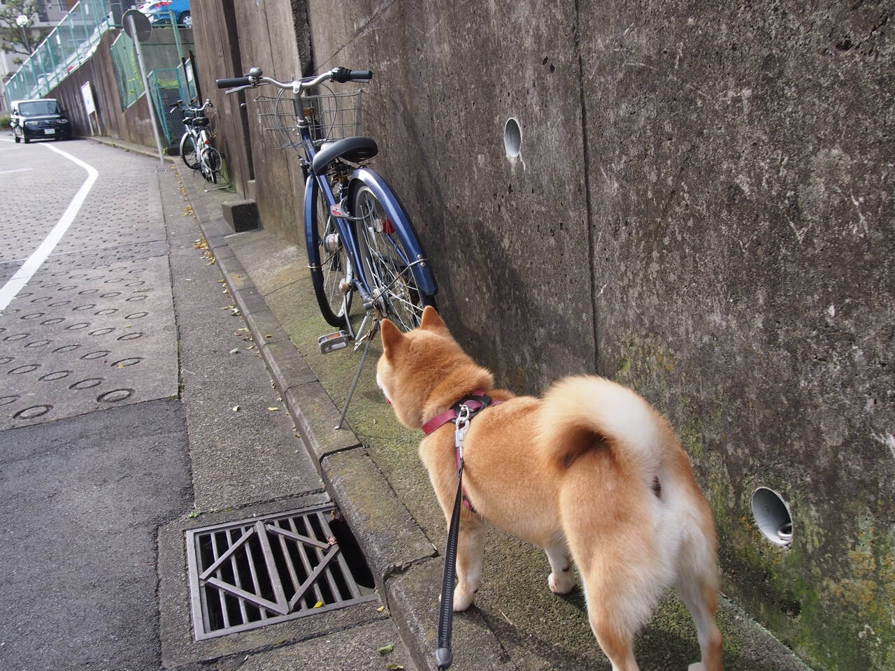 贝蒂斯的尼日利亚节奏，西甲国家德比焦点战的掌控之道