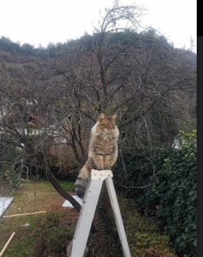 建制与江湖，德里赫特的华丽履历与尼日利亚的野火革命