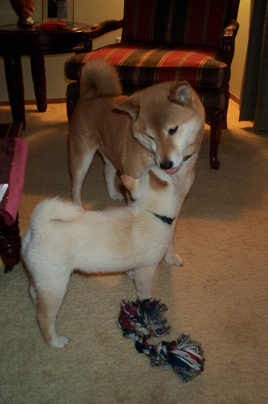 北境归途与明尼苏达寒霜，爱德华兹如何于东决烈火中重塑传奇