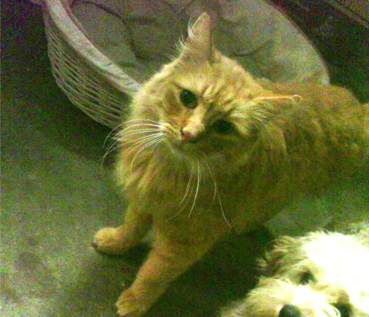 他世界的蝴蝶扇动风暴,当乔治接管西决,新疆队被独行侠冲垮