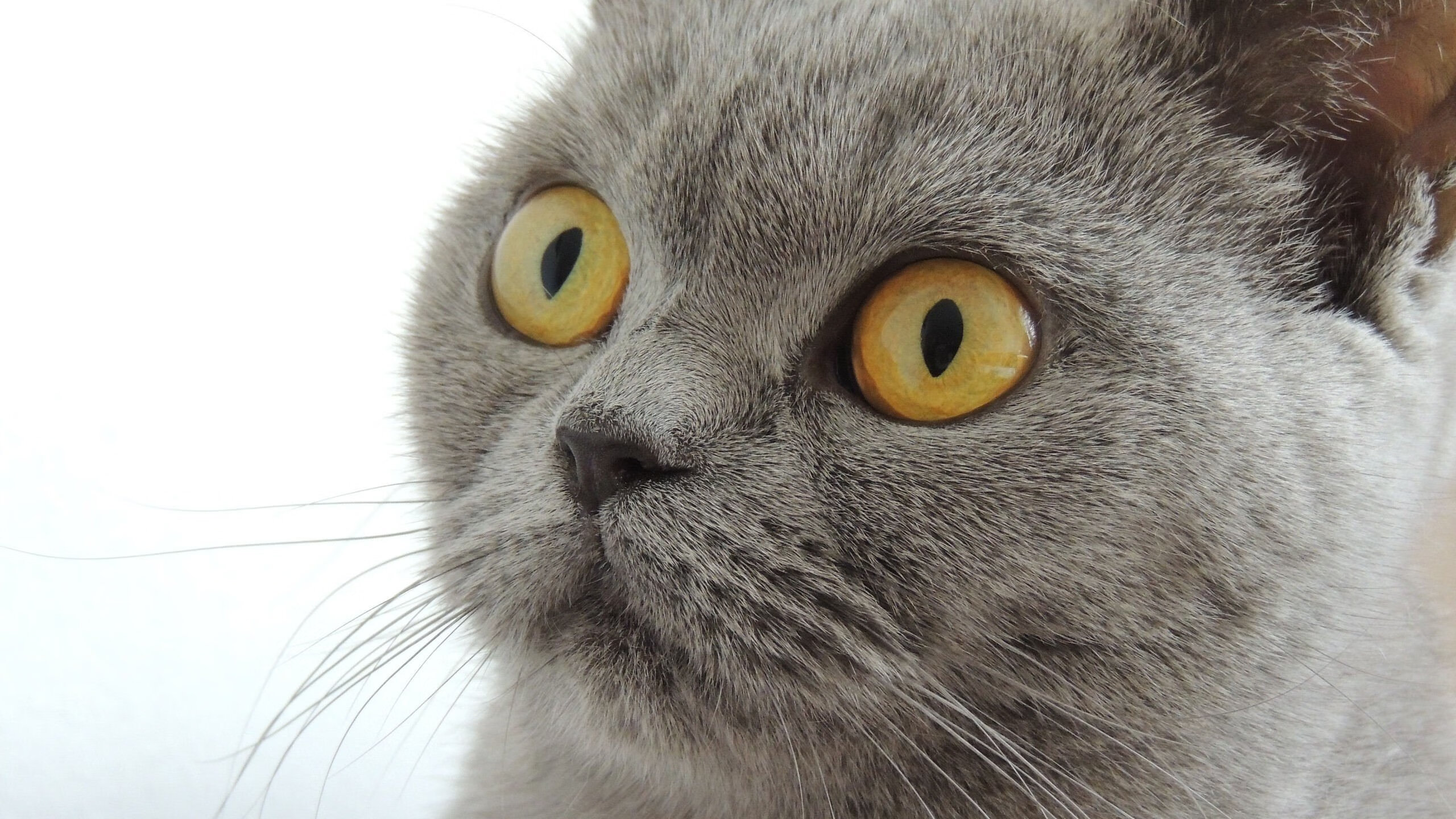 米切尔45分点燃麦迪逊，一人之力撕裂尼克斯防线