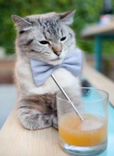 当潘帕斯遇见加勒比,弗拉霍维奇的欧洲之光与巴拉圭的南美铁锤