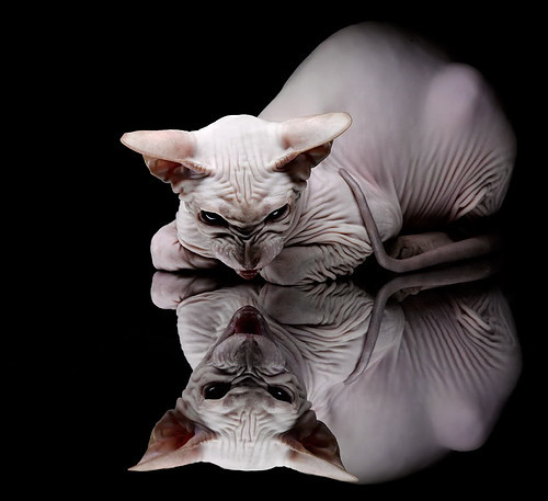 提线木偶大师,英格拉姆如何用指尖操纵一场雄鹿与黄蜂的棋局