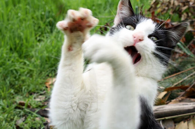 孤峰拔地起，孔德一肩扛鼎，哥伦比亚踏碎巅峰之梦直取巴黎