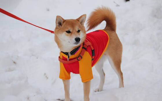 热泪为证，当广厦翻盘遇上范弗利特时刻