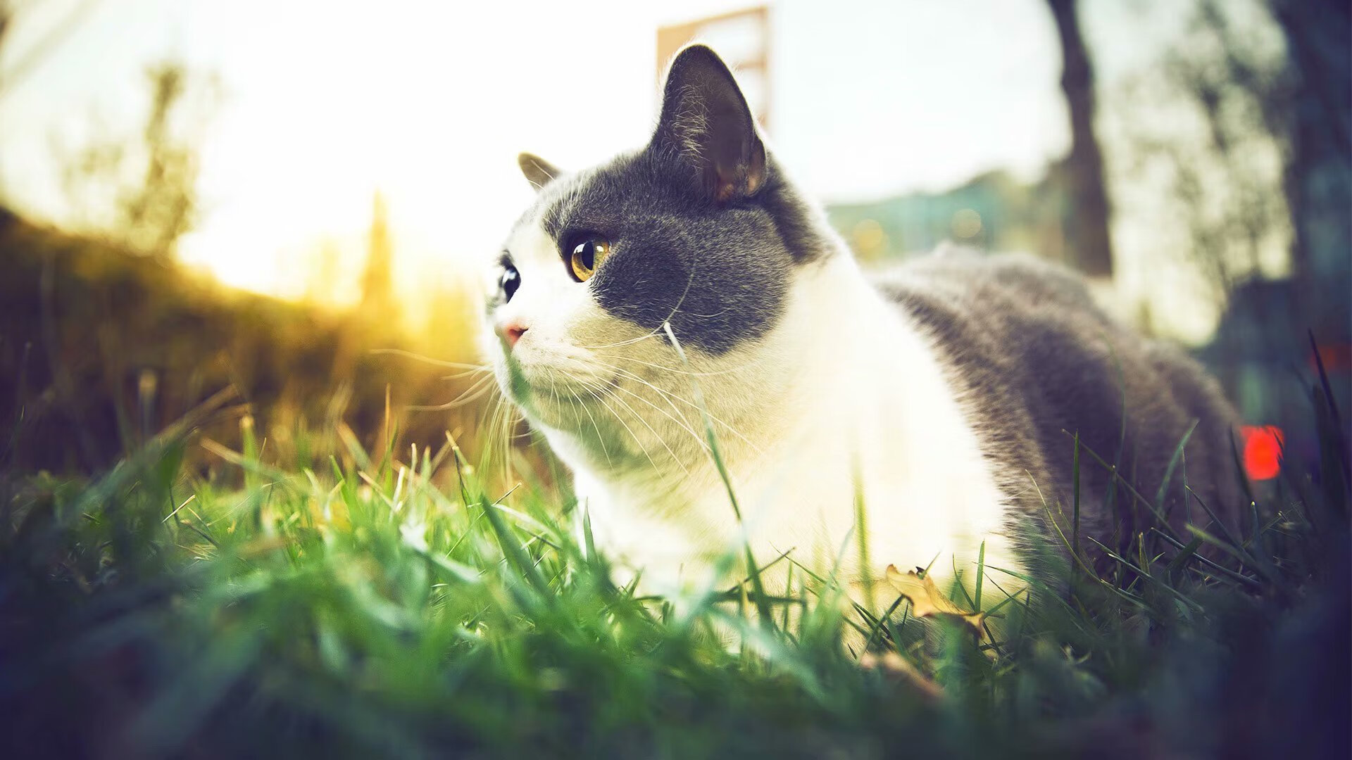 静默中的爆发,拉什福德与彩虹之国的足球密码