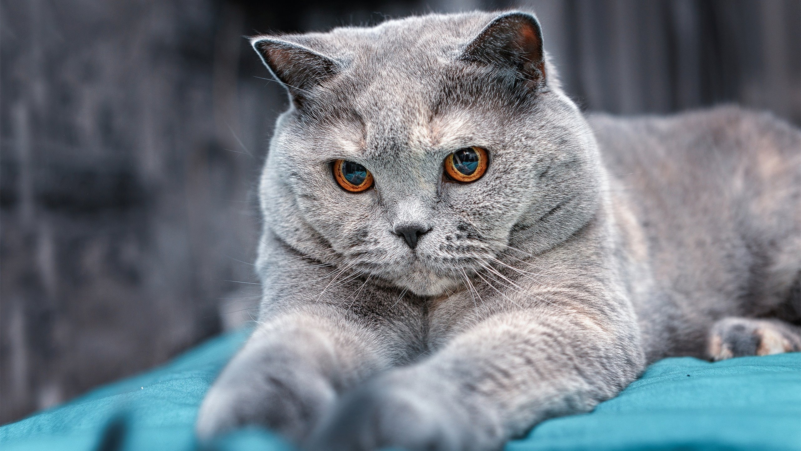 哨音未落,哈弗茨与那条文明的对角线