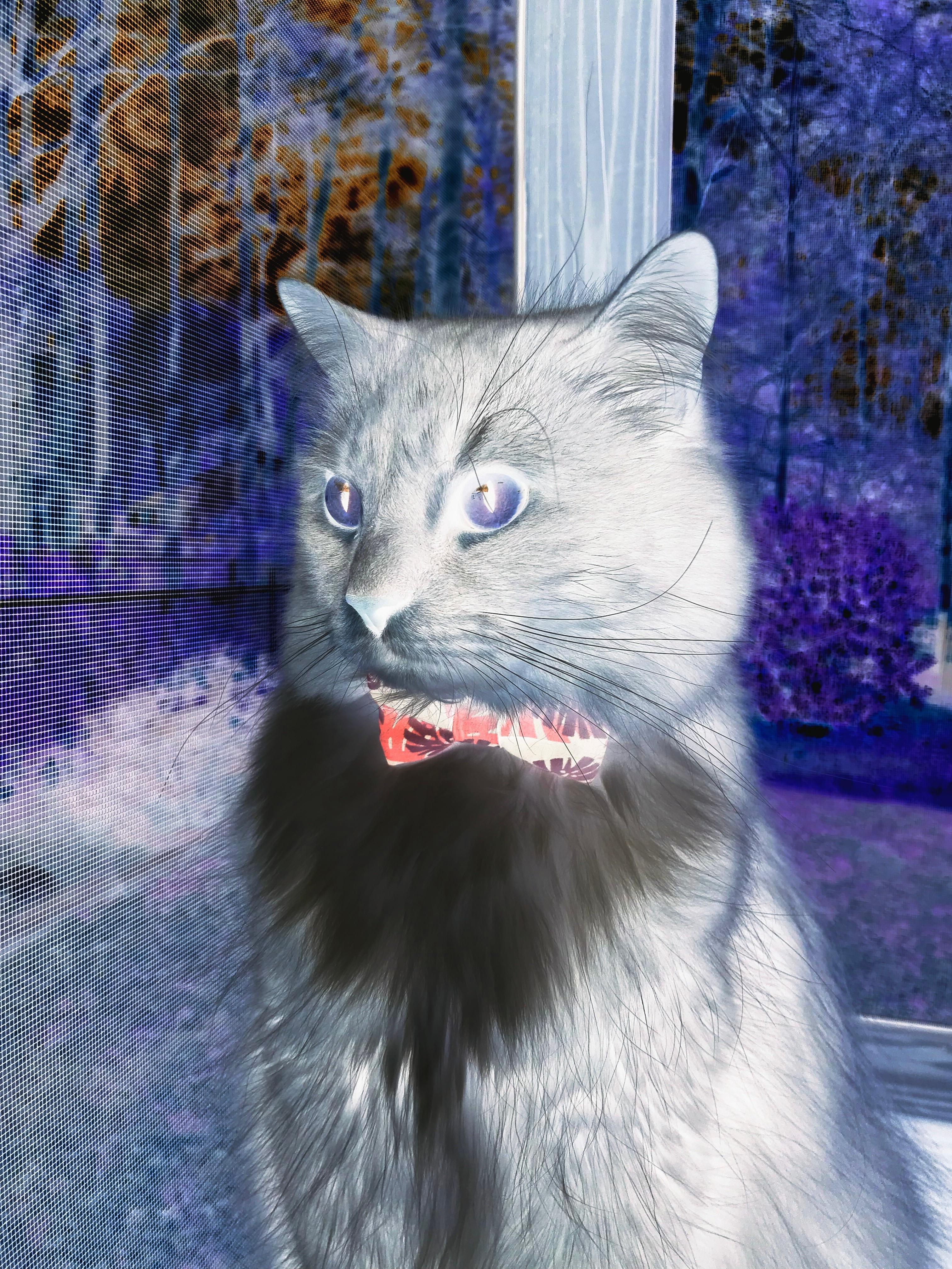 橙衣之墙,当范戴克在2026世界杯D组生死战中锁死葡萄牙,荷兰足球的钢铁纪元